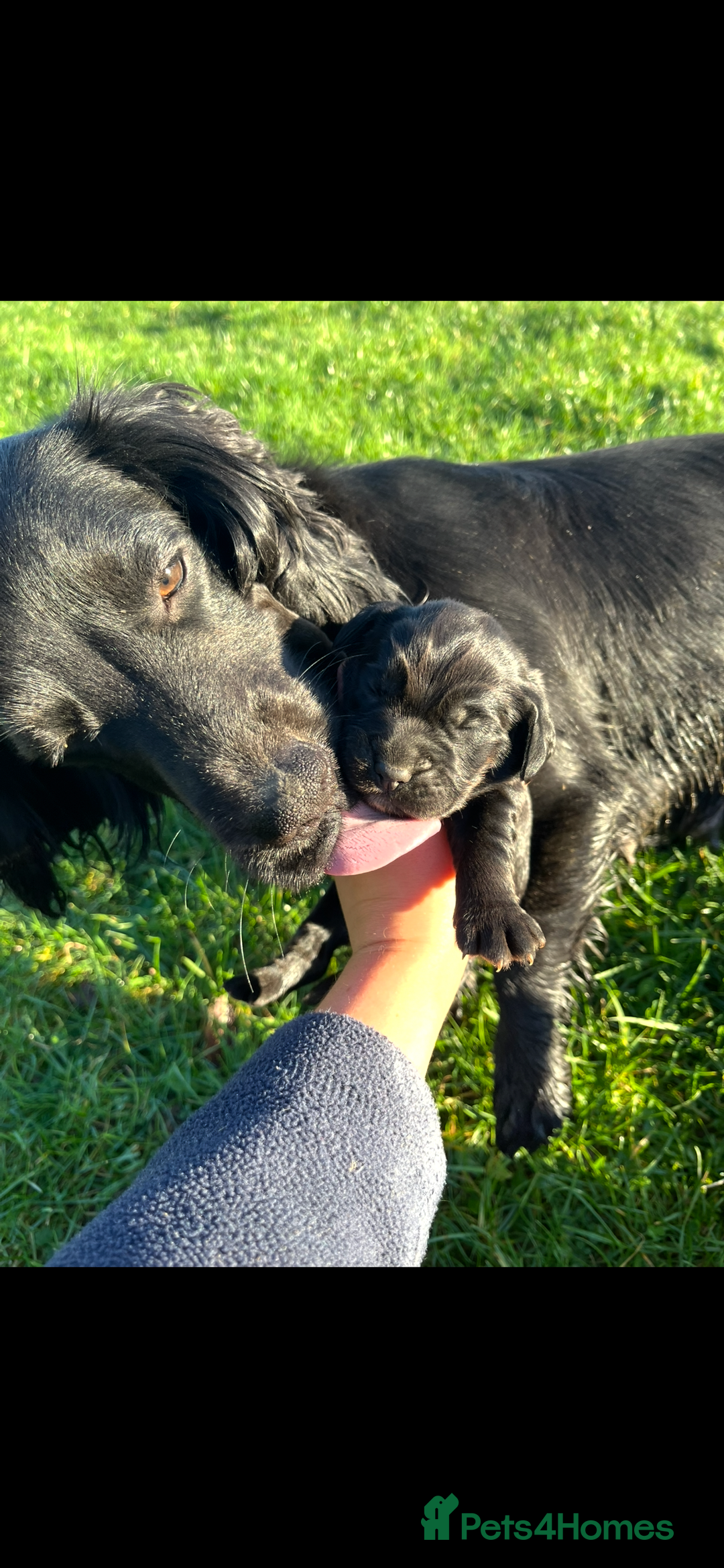 Cocker Spaniel dogs for sale: Beautiful Cockerspaniel Puppies for sale🐶 - Advert 2
