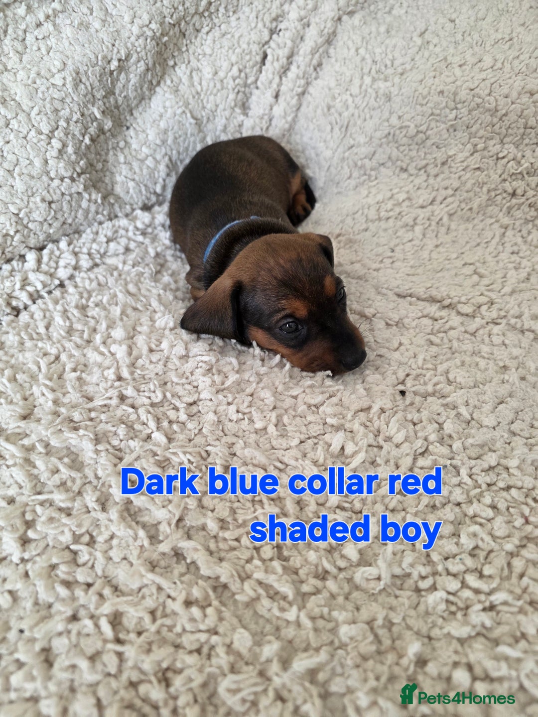 Miniature Dachshund dogs for sale: Beautiful short haired minature dauchshunds  - Advert 5