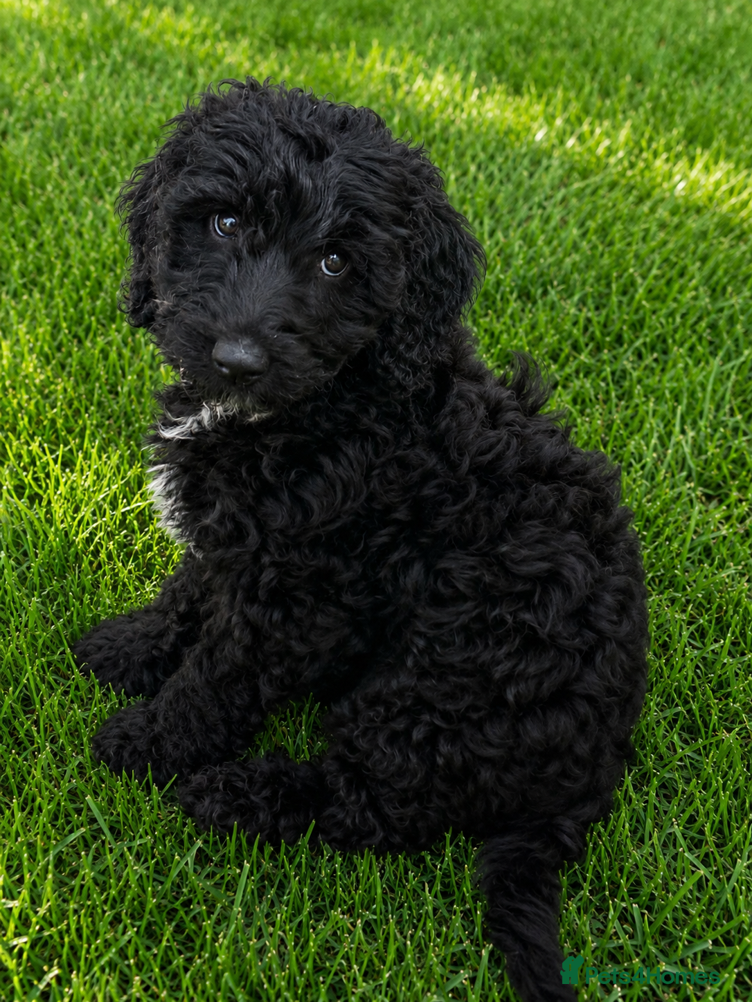 Australian Labradoodle dogs the last boy is ready for his new home - Advert 3