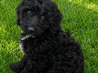 Australian Labradoodle dogs the last boy is ready for his new home - Advert 3