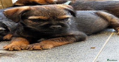 Border Terrier dogs - Advert 12