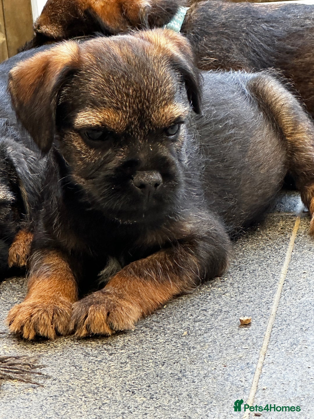 Border Terrier dogs for sale: KC Border Terrier  - Image 2