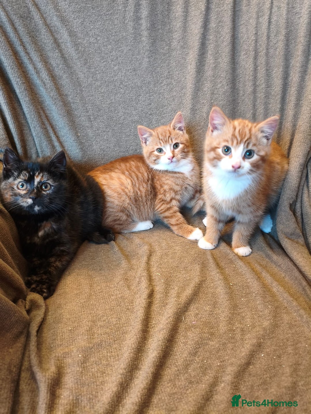 Mixed Breed cats for sale: 3 male ginger and 3 female Tortie kittens - Advert 1