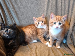 Mixed Breed cats 3 male ginger and 3 female Tortie kittens - Advert 2