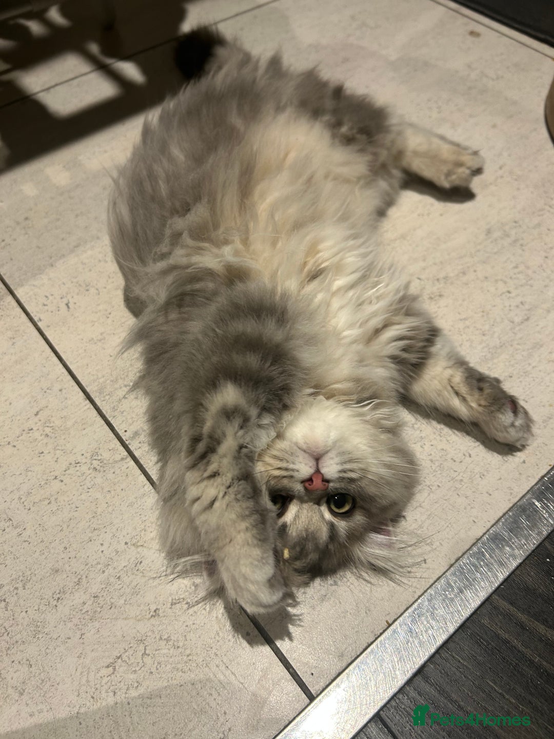 British Longhair cats for sale: Blue golden British long hair  - Advert 3