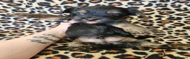 Pongo