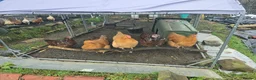 Chickens poultry for sale: 6 Orpingtons  - Advert 6
