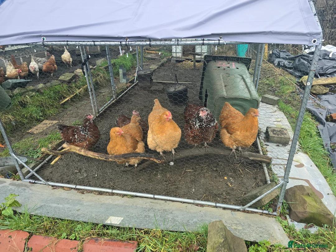 Chickens poultry for sale: 6 Orpingtons  - Advert 6