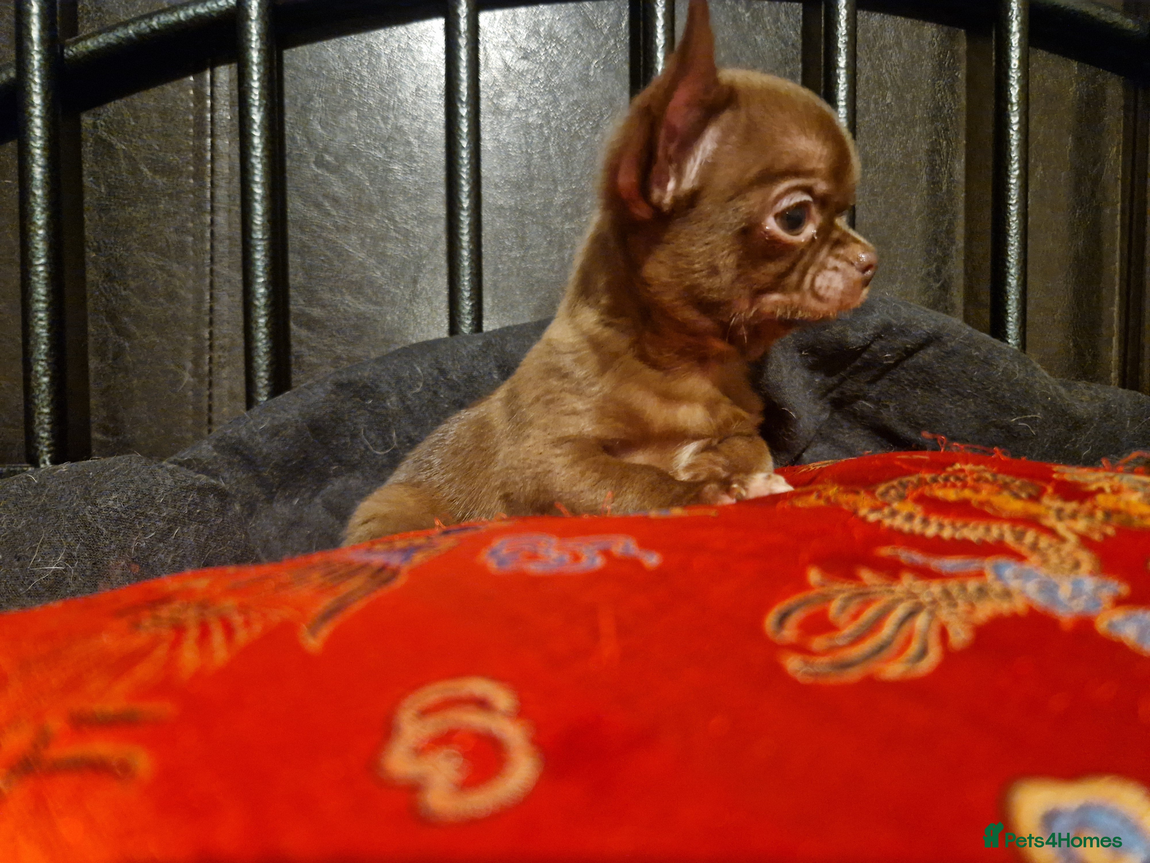 Chihuahua dogs 4 male chihuahuas - Advert 4