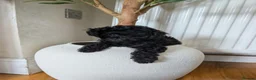 Toy Poodle dogs for sale: Asian toy poodle girl - Advert 2