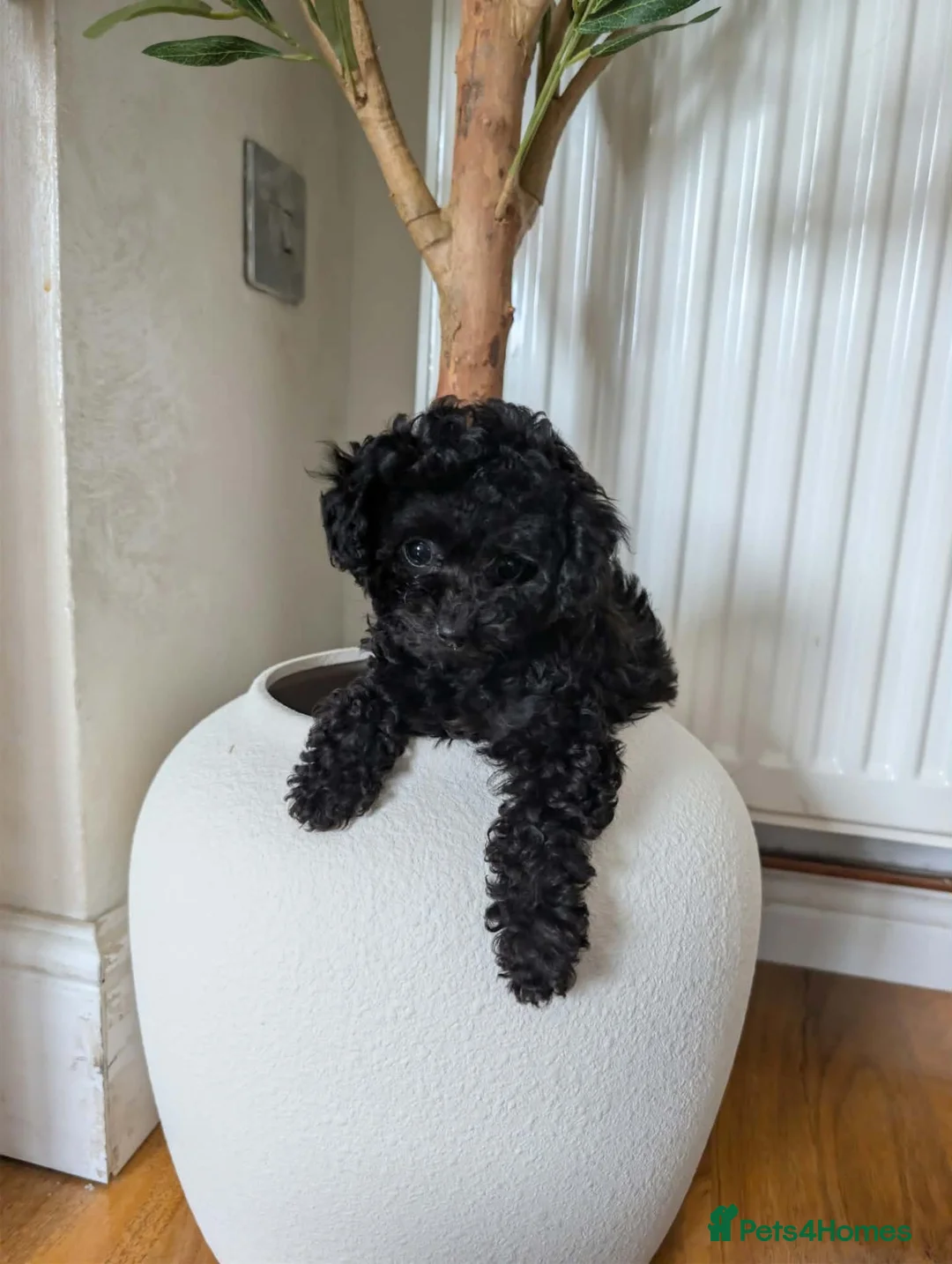 Toy Poodle dogs for sale: Asian toy poodle girl - Advert 2