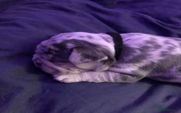 French Bulldog dogs for sale: Two boys  - Advert 13