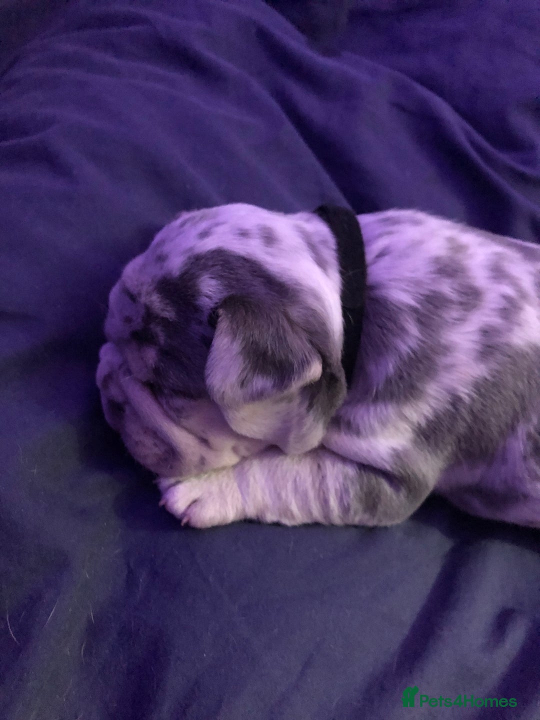 French Bulldog dogs for sale: Two boys  - Advert 13