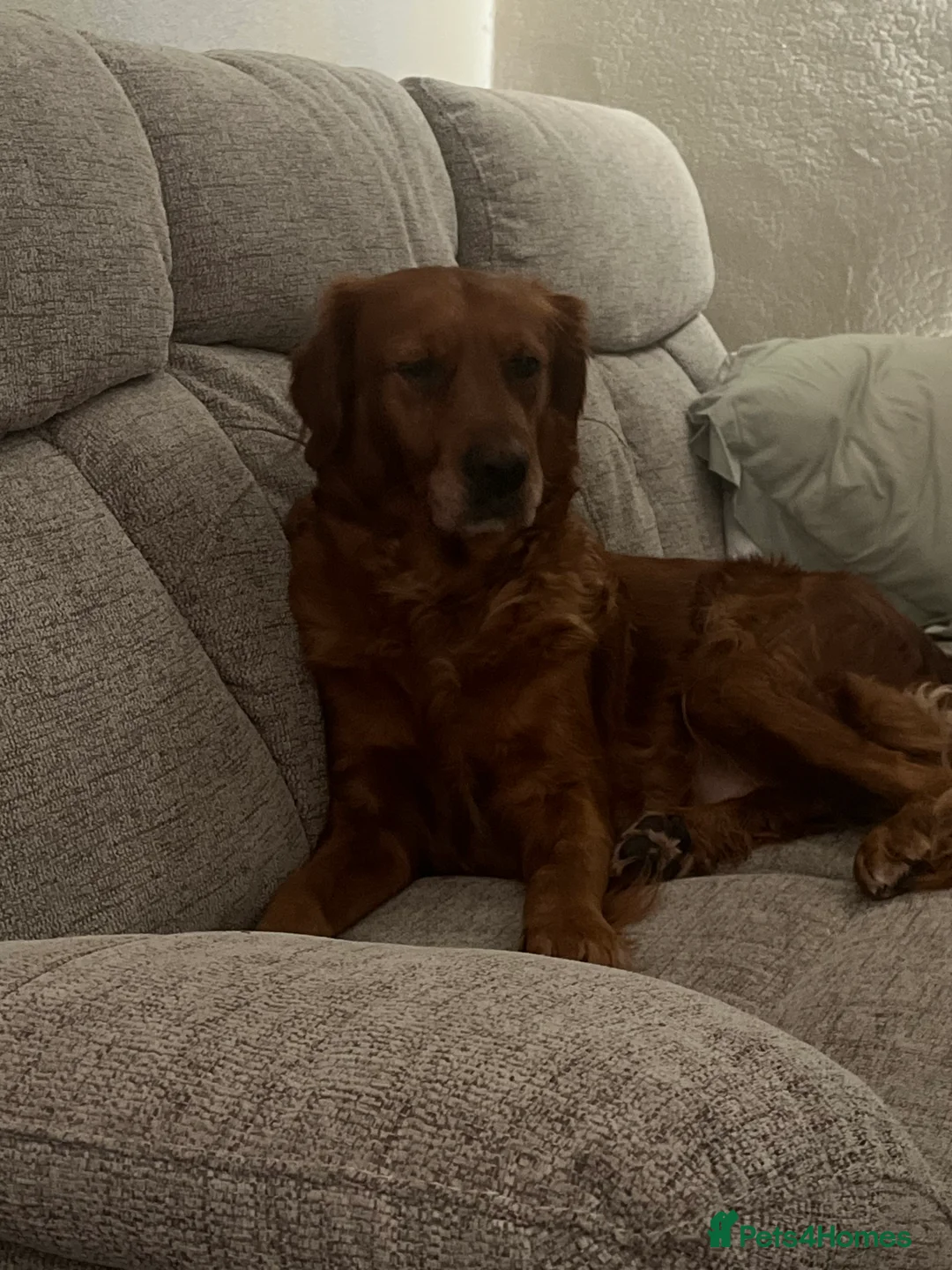 Golden Retriever dogs for sale: Low inbreeding coefficient puppies due soon  - Advert 10