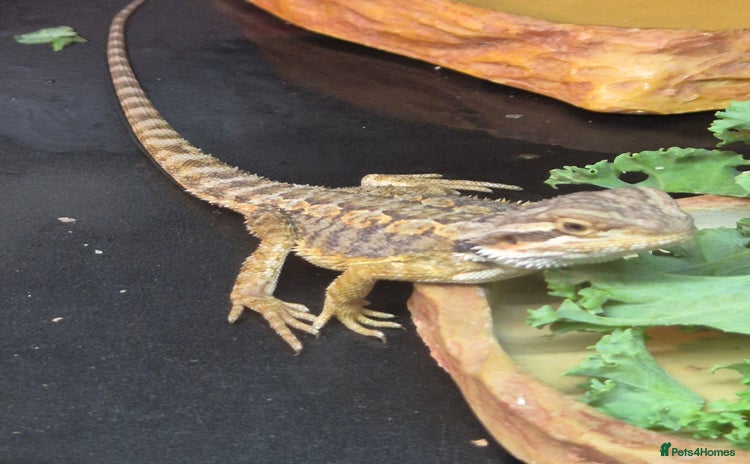 Bearded Dragon reptiles - Advert 1