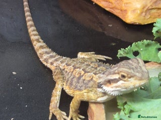 Bearded Dragon reptiles - Advert 3