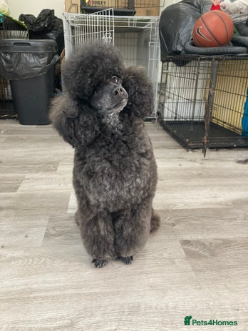 Toy Poodle dogs in Wareham - Advert 1