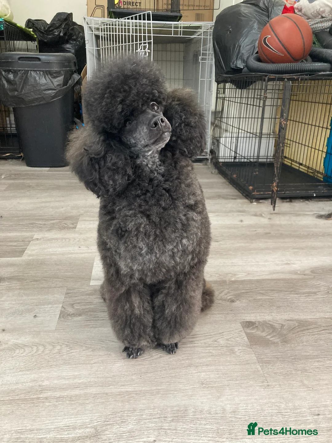 Toy Poodle dogs for stud: Health Tested Toy poodle for stud in Wareham - Advert 1