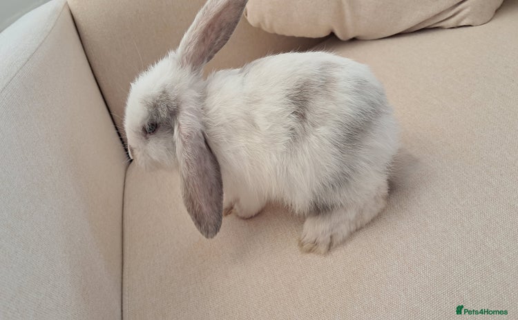 Mini Lop rabbits - Advert 2