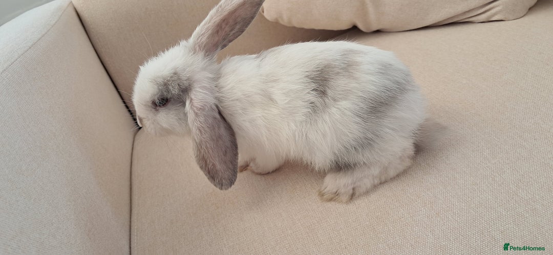 Mini Lop rabbits for sale: 8 week boy looking for a loving home - Image 1