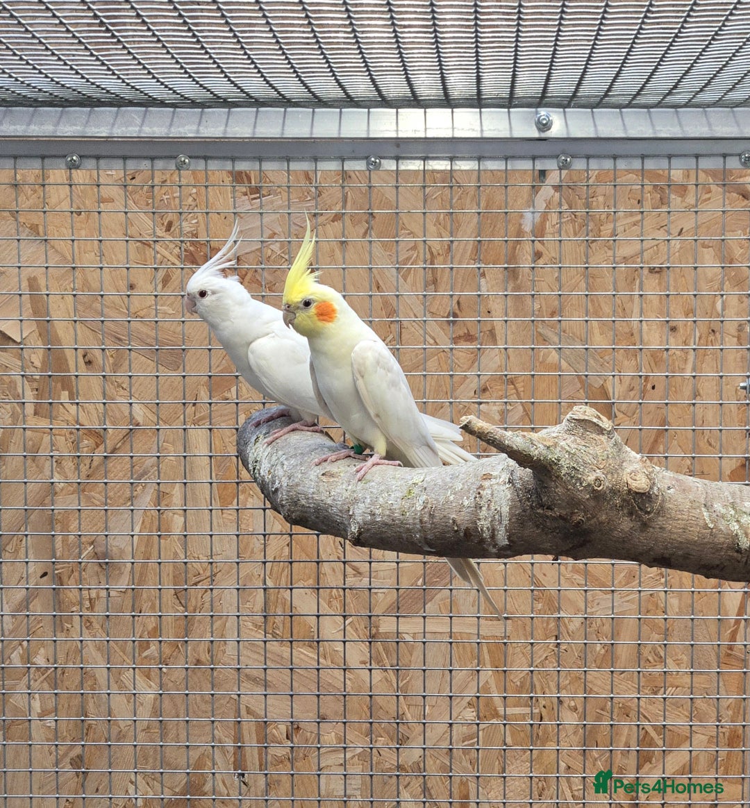 Gallery Image {{count}}