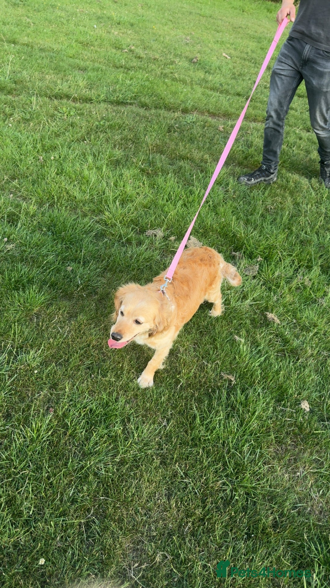 Cocker Spaniel dogs for sale: Cocker spaniel female  - Image 4
