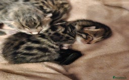 Bengal cats for sale: Pure pedigree bengals avaliable  - Image 4