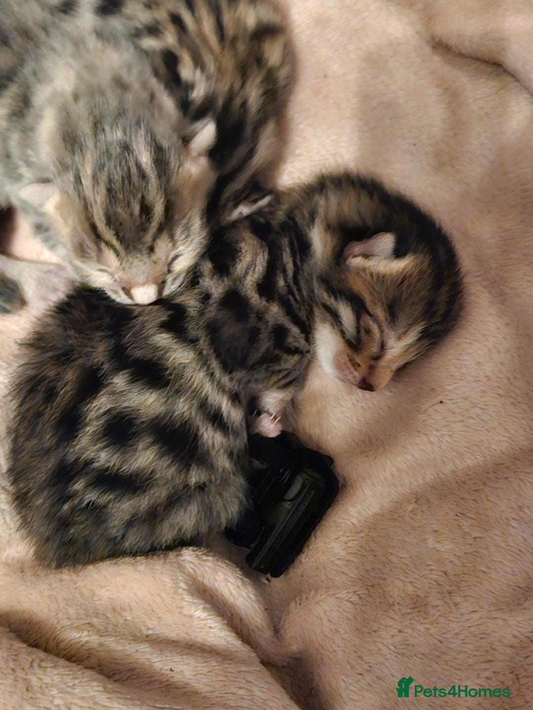 Bengal cats for sale: Pure pedigree bengals avaliable  - Image 4