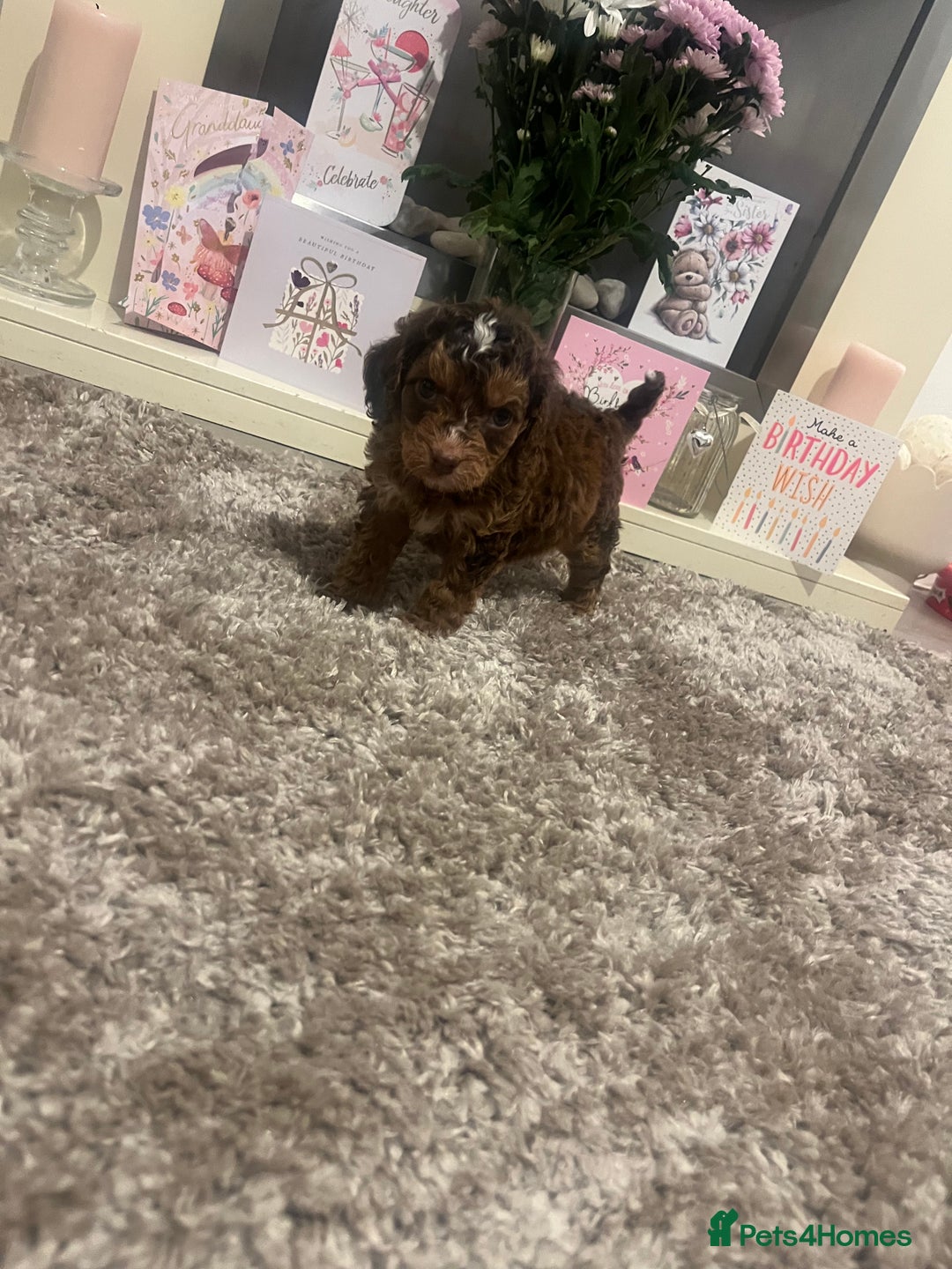 Cavapoo dogs for sale: 🐾 Cavapoo puppies 🐾 - Advert 5
