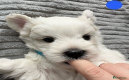 Maltese dogs for sale: Cute Maltese Puppies Looking for Loving Homes🇬🇧  - Image 7