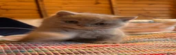 British Shorthair cats for sale: British Shorthair Girls - Advert 29