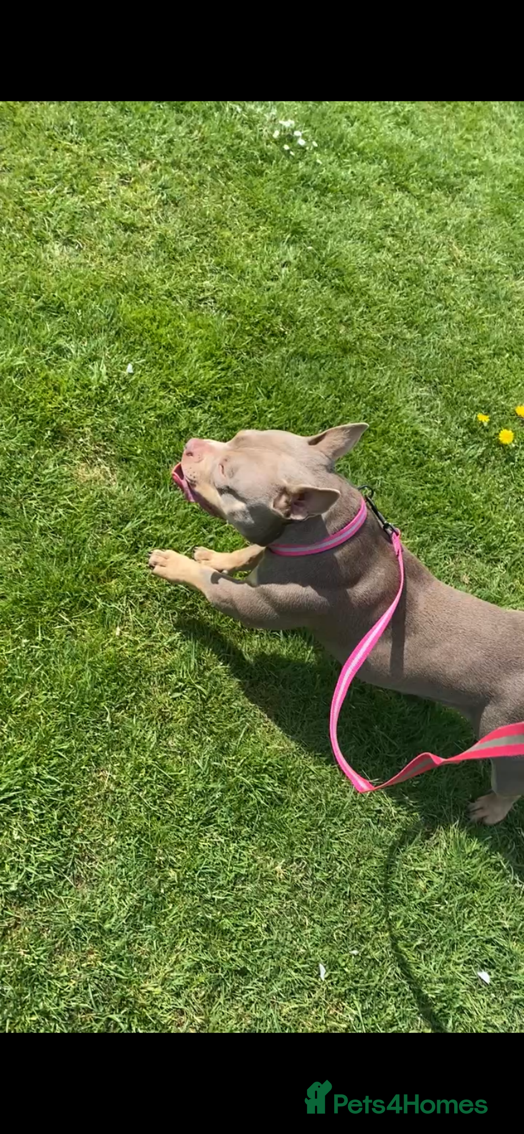 Mixed Breed dogs for sale: american pocket bully - Image 2