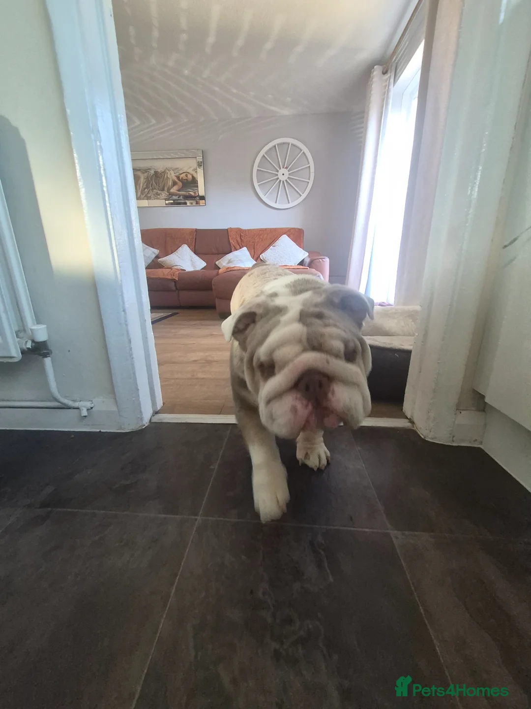 English Bulldog dogs for stud: Frank the tank  in West Malling - Advert 2