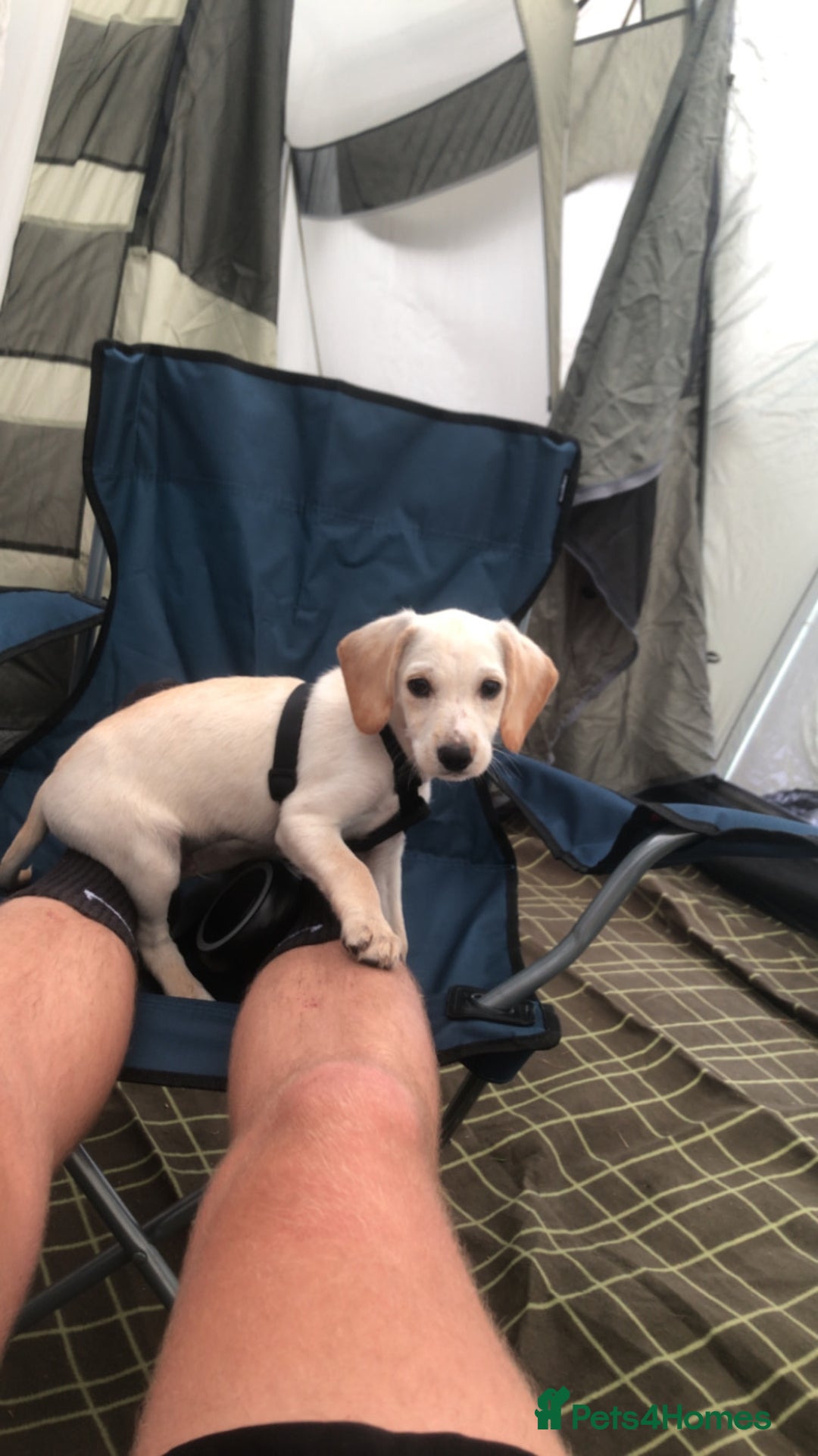 Mixed Breed dogs for sale: Milo 12 week old spaniel cross - Image 2