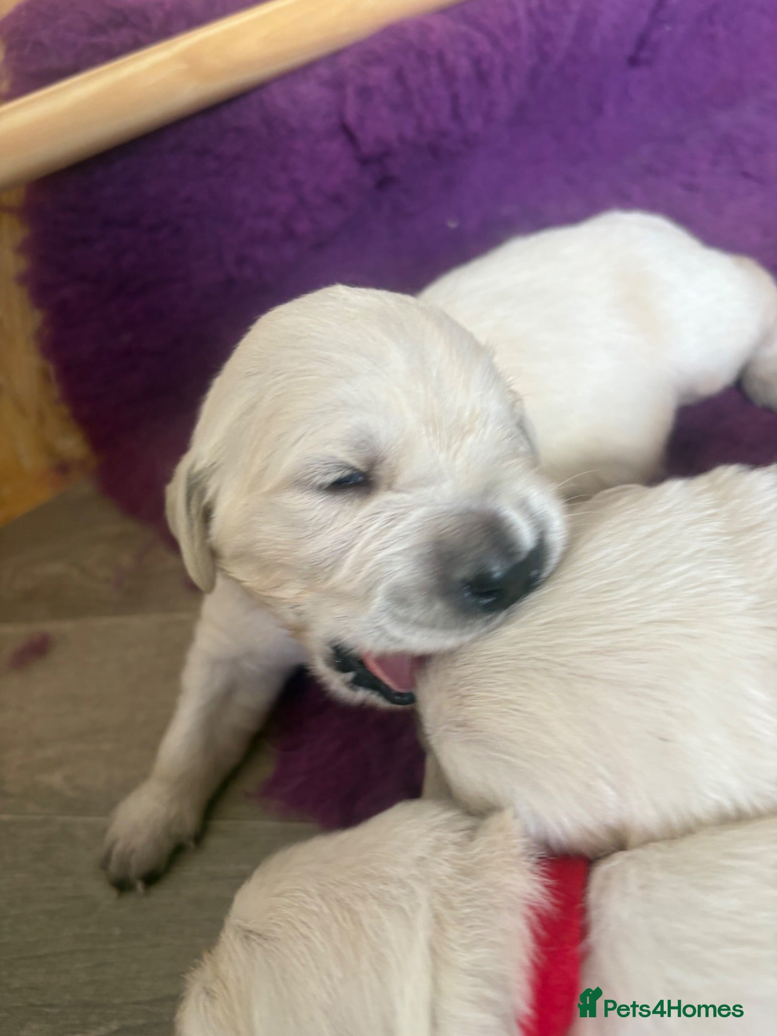 Golden Retriever dogs Cream kc registered golden retriever pups - Advert 4