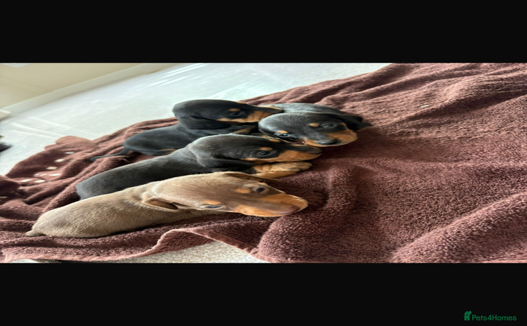 Dachshund dogs - Advert 2