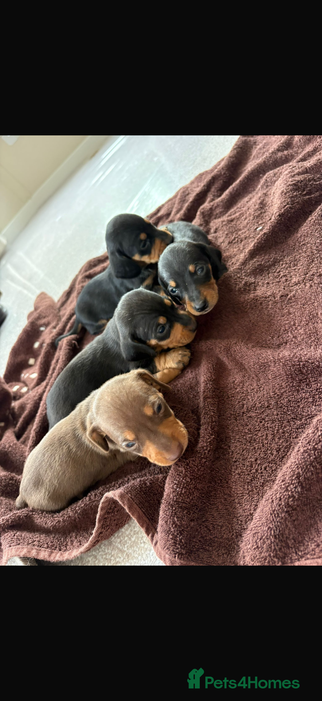 Dachshund dogs for sale: Dachshund puppies  - Image 1