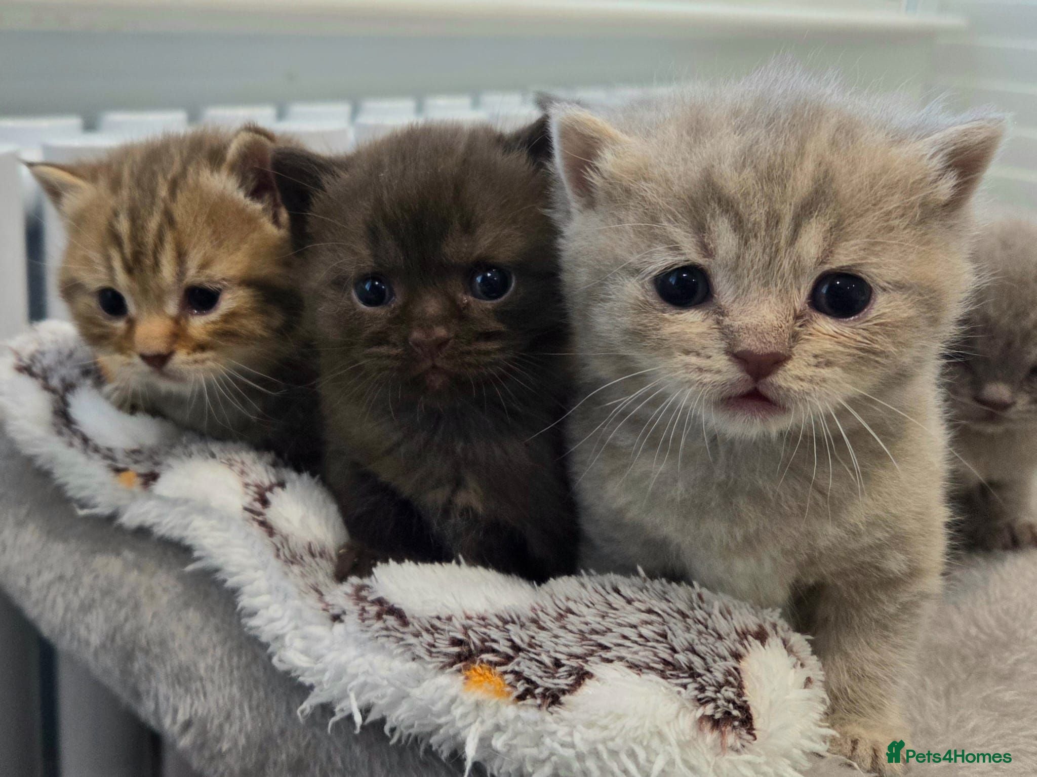 British Shorthair cats for sale: Gorgeous British Shorthair kittens Cute & Adorable - Advert 1