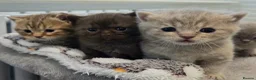 British Shorthair cats for sale: Gorgeous British Shorthair kittens Cute & Adorable - Advert 1
