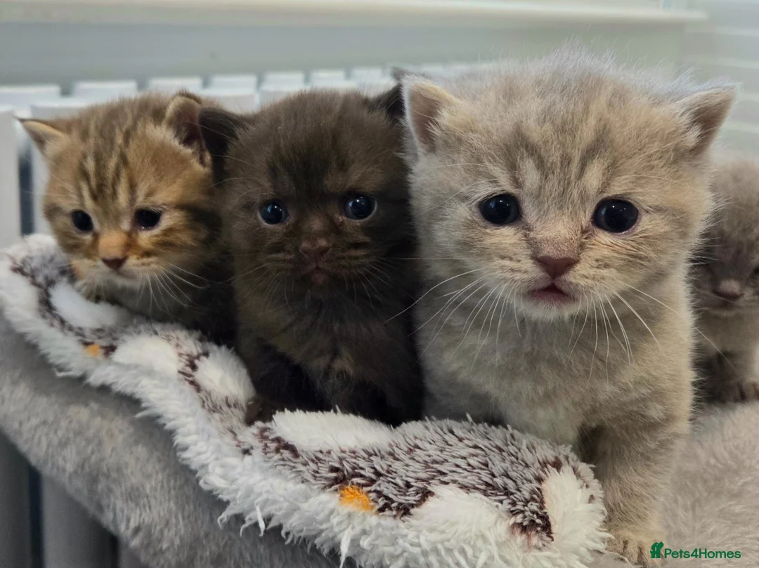 British Shorthair cats for sale: Gorgeous British Shorthair kittens Cute & Adorable - Advert 1