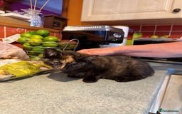 Mixed Breed cats for sale: 2 CUTE TORTOISESHELL GIRLS  - Image 8