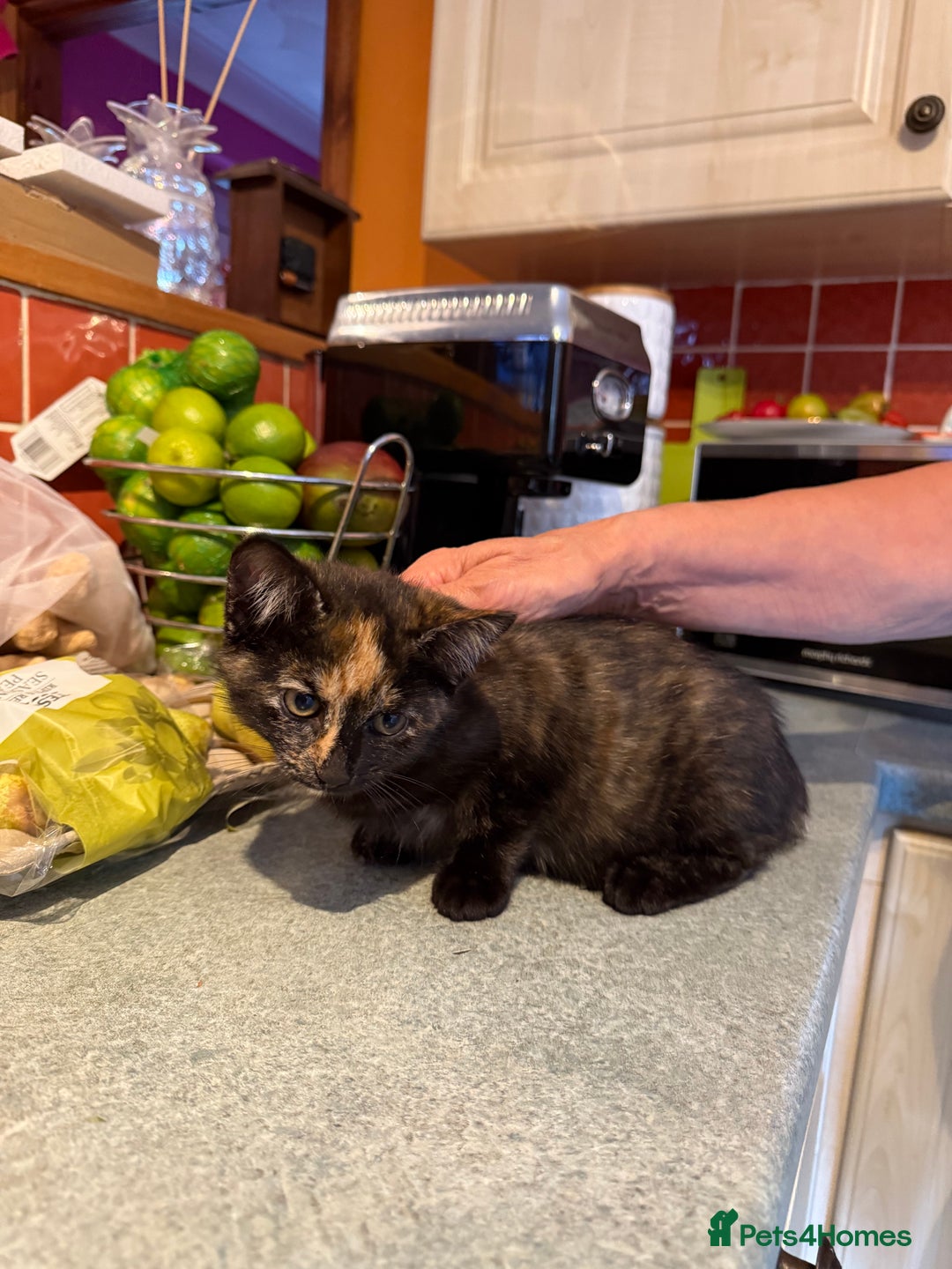 Mixed Breed cats for sale: 2 CUTE TORTOISESHELL GIRLS  - Image 8
