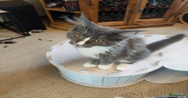 Maine Coon cats - Advert 15