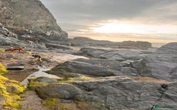 Cockalier dogs for sale: Rehoming Two Young Female Spaniels  - Image 7