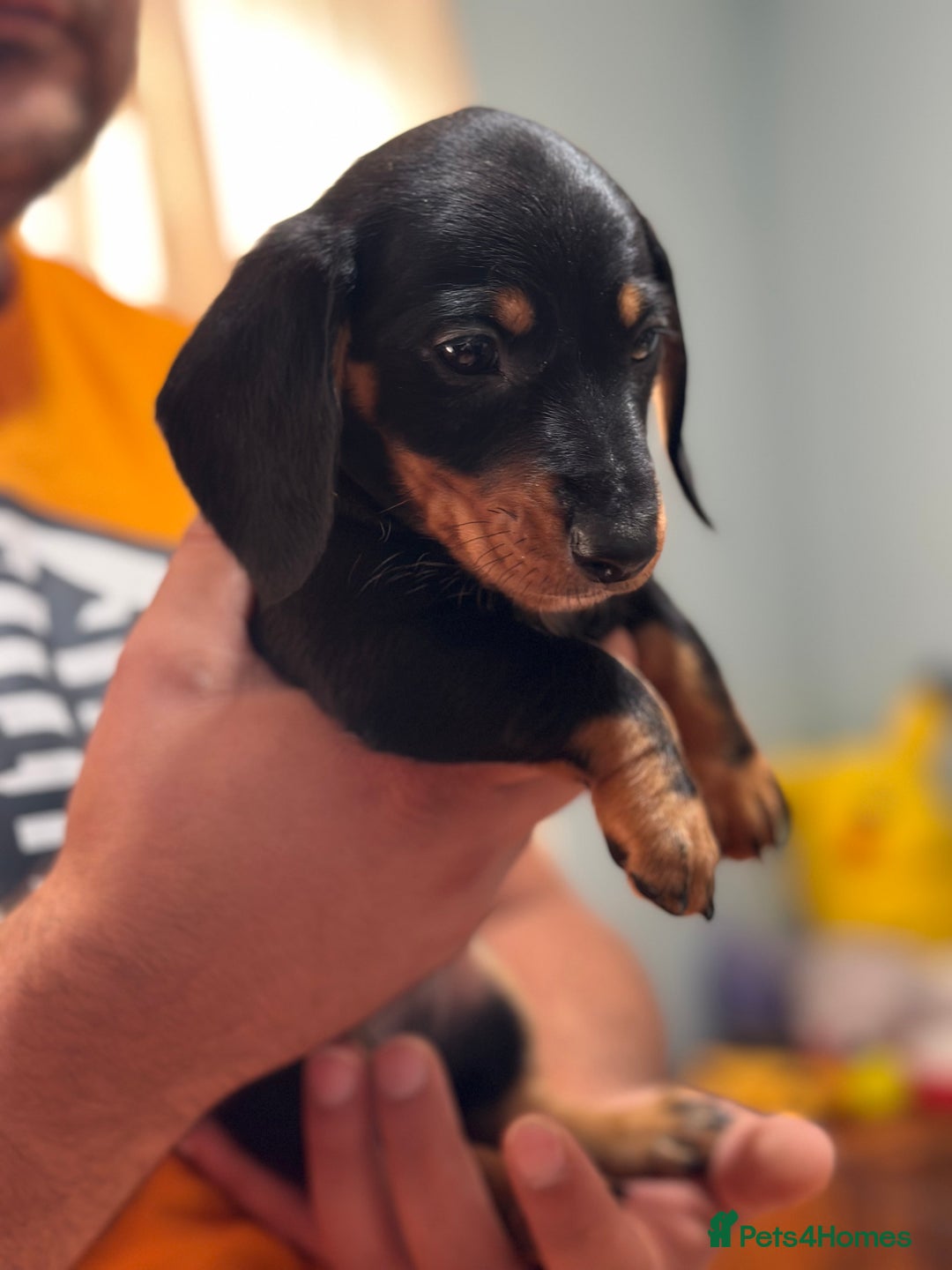 Dachshund dogs for sale: Our dwarf sausages are looking for a family🙃 - Image 21