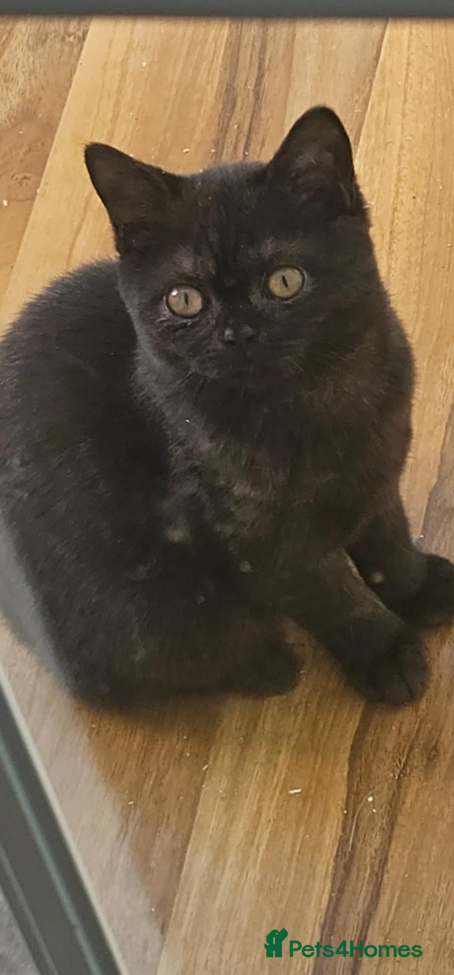 British Shorthair cats for sale: GCCF ready to leave British Shorthair - Advert 2