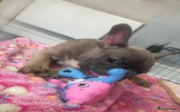 French Bulldog dogs for sale: French bulldog - Image 10