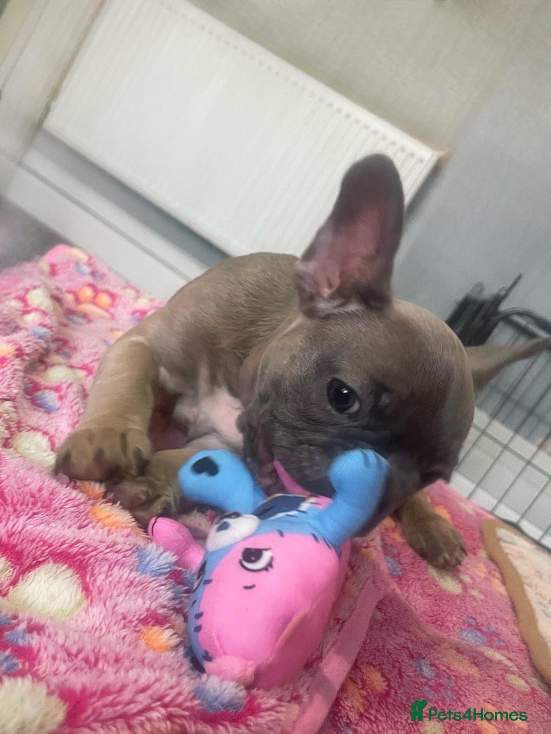 French Bulldog dogs for sale: French bulldog - Image 10