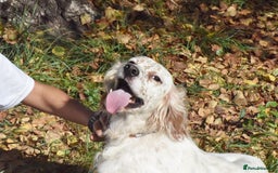 English Setter dogs for adoption: Boss  - Image 11