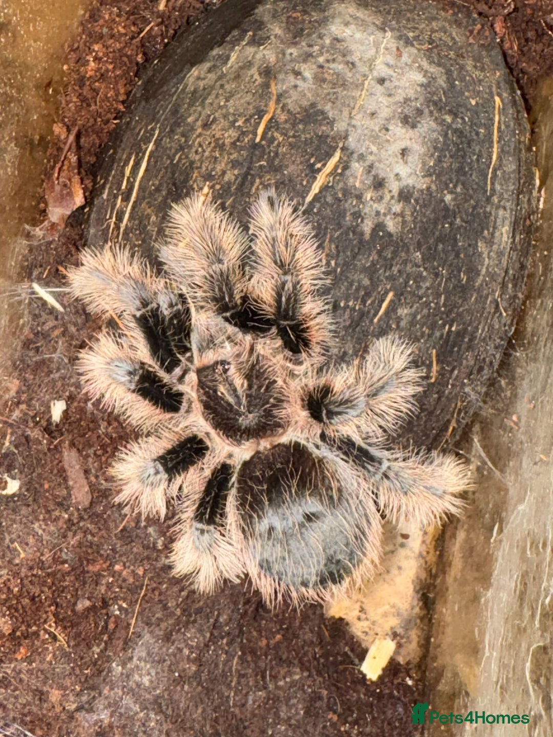 Tarantulas invertebrates for sale: Five species of rare tarantula - Advert 12